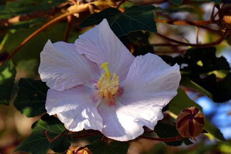 山芙蓉種植